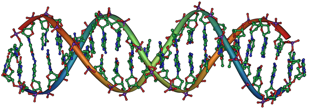 Die Doppelhelix - ein gutes Beispiel für die Verteilung von Komplexität