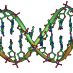 Die Doppelhelix - ein gutes Beispiel für die Verteilung von Komplexität